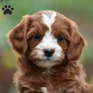 Jimmy, Cavapoo Puppy